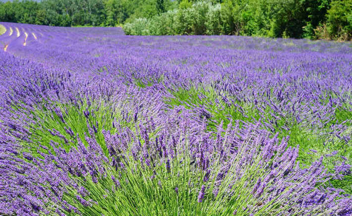 lavanda color morado